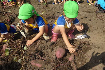 芋掘りをしている子どもたち